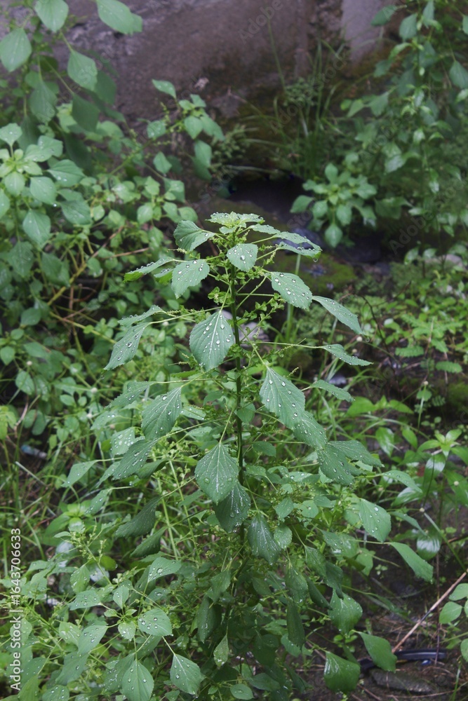 Raindrops on the surface of Acalypha indica leaves Raindrops on the surface of Acalypha indica leaves