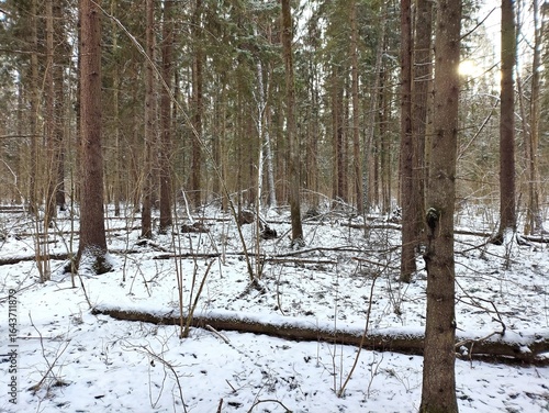 Beautiful winter wild nature. Snow covered trees and bushes. Unique forest image before the New Year.