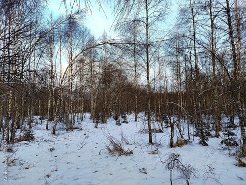 Beautiful winter wild nature. Snow covered trees and bushes. Unique forest image before the New Year.