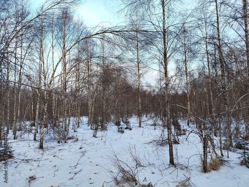 Beautiful winter wild nature. Snow covered trees and bushes. Unique forest image before the New Year.