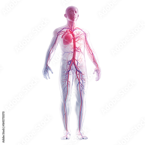Detailed Transparent Human Anatomy Circulatory System Vein Artery Diagram Illustration