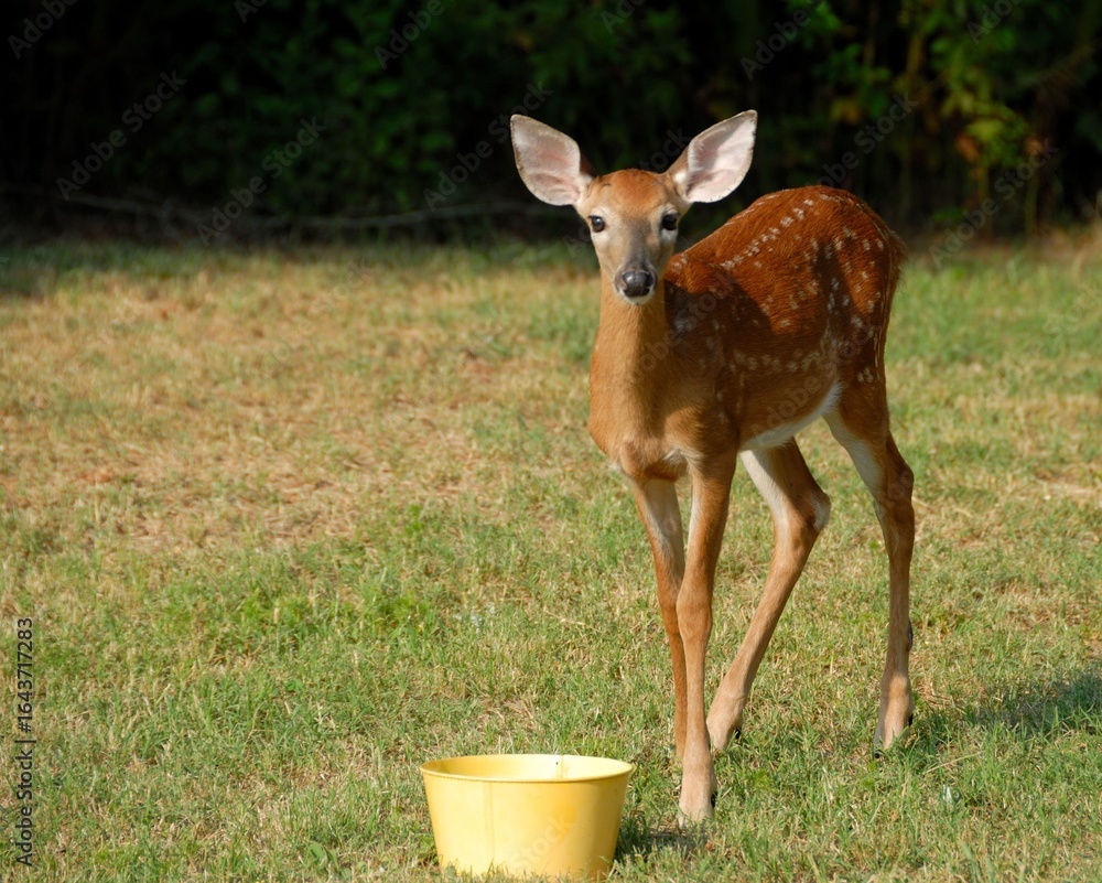 Fototapeta premium deer in the woods