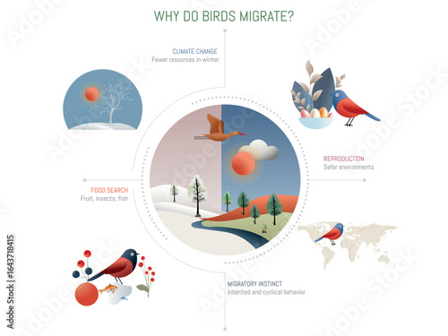Migratory birds flying long distances for food and reproduction
