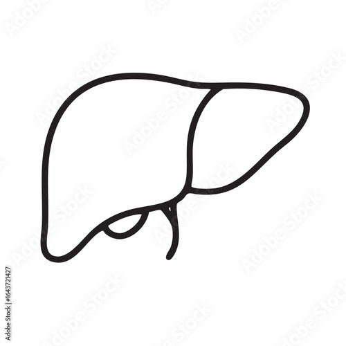 Liver Anatomy Outline Illustration for Medical Health and Educational Materials Representing the Human Organ Essential for Digestion and Metabolism