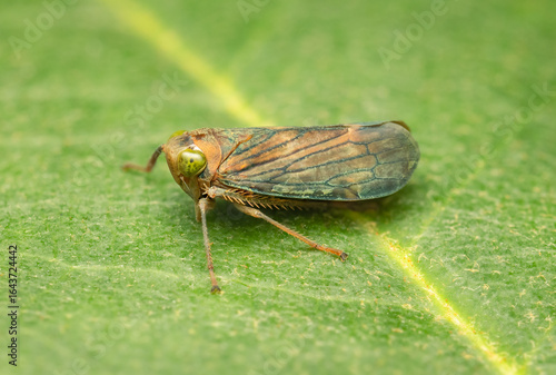 Bild auf Leinwand Small Coppery Leafhopper resting on a green leaf on a summer day with blurred ba