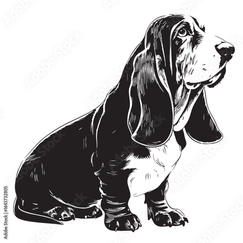 black bassethound Silhouette Vector, High Quality Illustration on White Background
