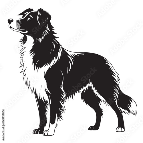 black australian shepherd Silhouette Vector, High Quality Illustration on White Background