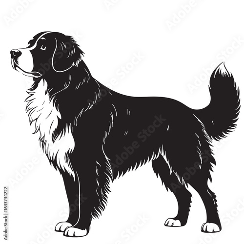 black bernese mountain dog Silhouette Vector, High Quality Illustration on White Background