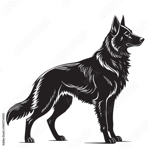 black belgian Silhouette Vector, High Quality Illustration on White Background