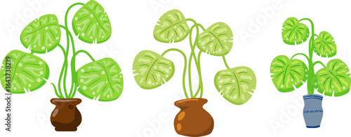 Tropical houseplants in pots.