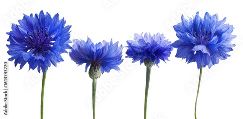 Four vibrant blue cornflowers, varying in bloom stages, stand in a row against a stark white background, showcasing their delicate petals and slender stems