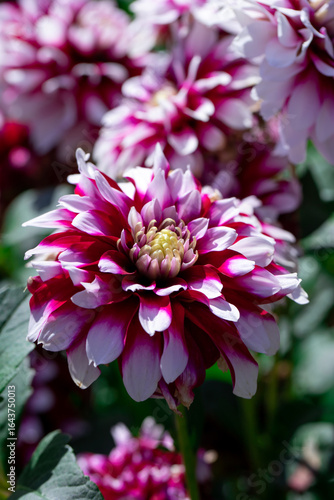 A detailed view of a striking magenta and white Dahlia flower surrounded by l...