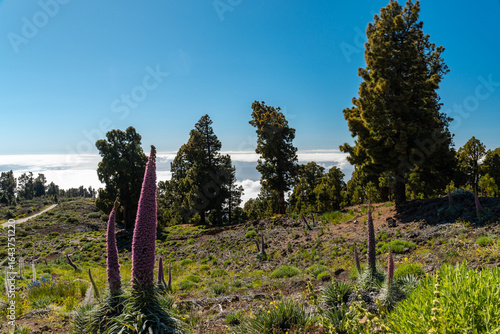 Pinke Tajinaste in voller Blüte - La Palma - Llano de Las Ánimas