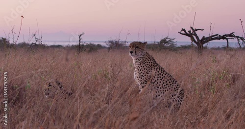 Wide of a pair a Cheetahs (Acinonyx jubatus) sitting in the dry savannah grassland at daybreak in Kenya