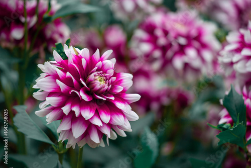 A detailed view of a striking magenta and white Dahlia flower surrounded by l...