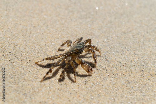 Crabe sur la plage à Ajaccio en Corse du Sud