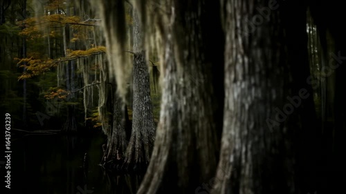 Enigmatic Cypress Swamp at Dusk