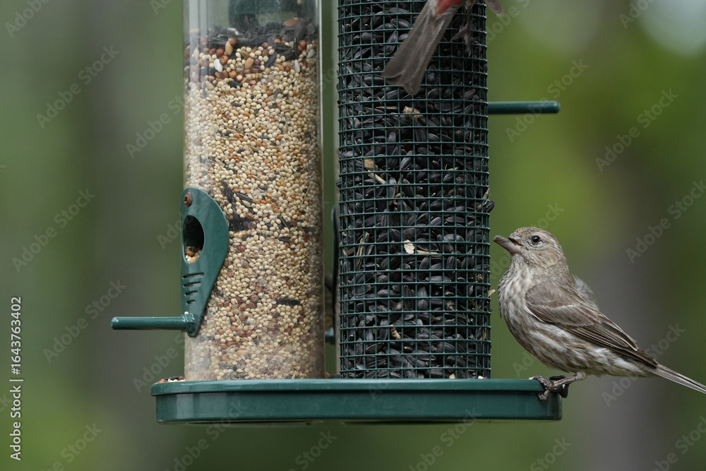 Naklejka premium Unique Bird Photo with Beak Defect . This unique photograph captures a rare bird with a noticeable beak defect, making it a truly hard-to-find shot. 