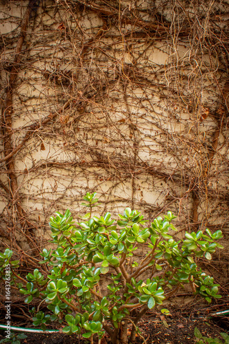 plantas verdes con fondo de pared troncoso