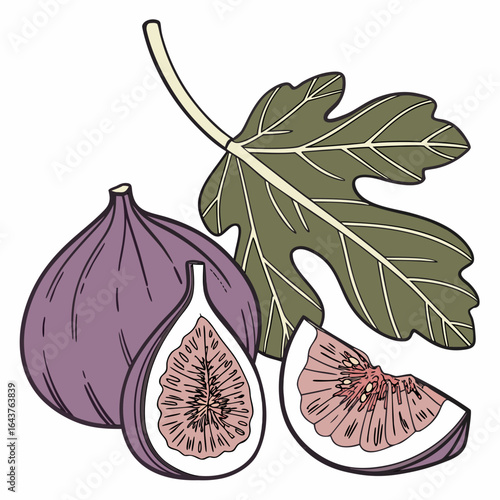 Vintage style illustration of fresh purple fig fruit with a green leaf. Hand-drawn botanical art showing a whole fig and cut slices.