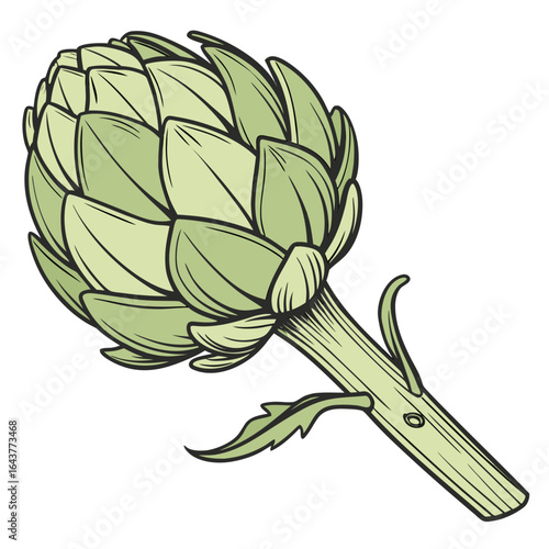 Detailed vector illustration of a fresh artichoke vegetable, perfect for culinary designs