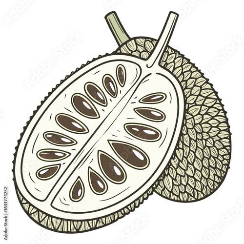 Illustration of a cut open jackfruit exposing its seeds and spiky texture