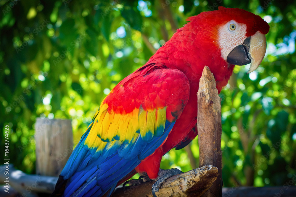 Obraz premium Scarlet Macaw Perched on Branch