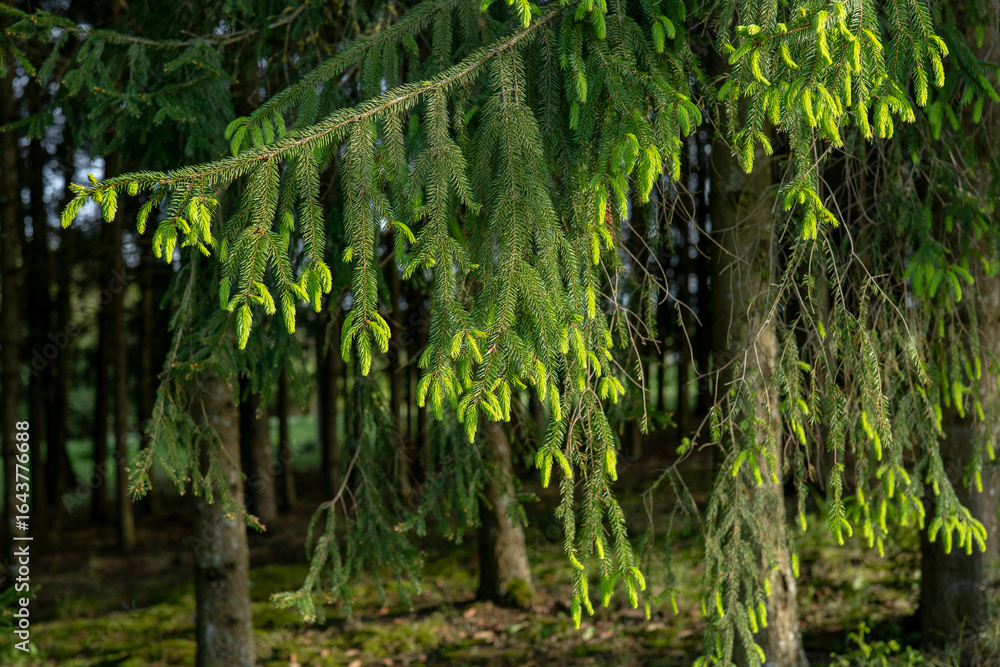 Fototapeta premium Spruce tree branches glistening in sunlight create a serene atmosphere in a tranquil forest during late afternoon hours