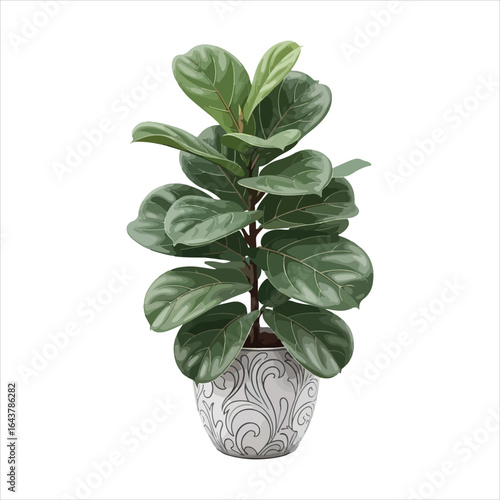 Fiddle Leaf Fig Plant in Decorative Pot Vector Illustration - Home Indoor Plant