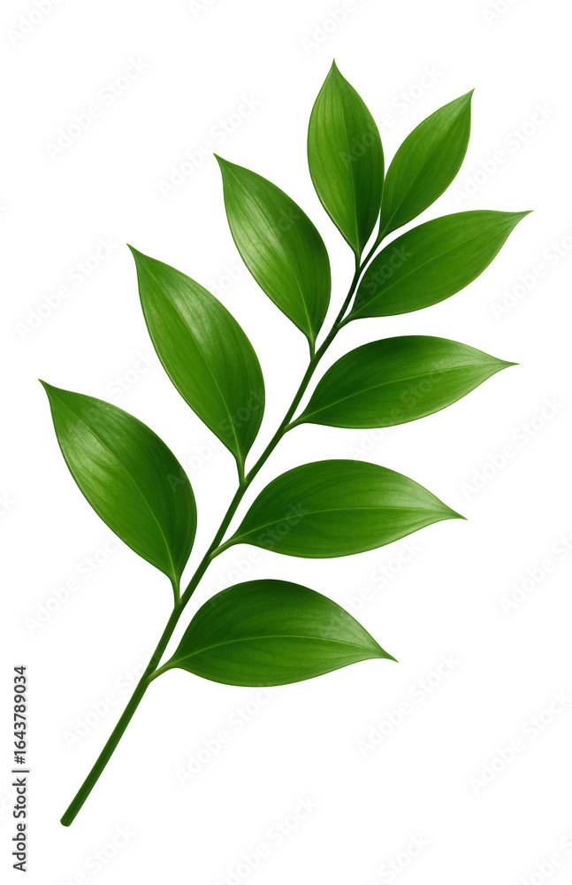 Naklejka premium Green twig of Italian ruscus with fresh leaves in a corner arrangement on.