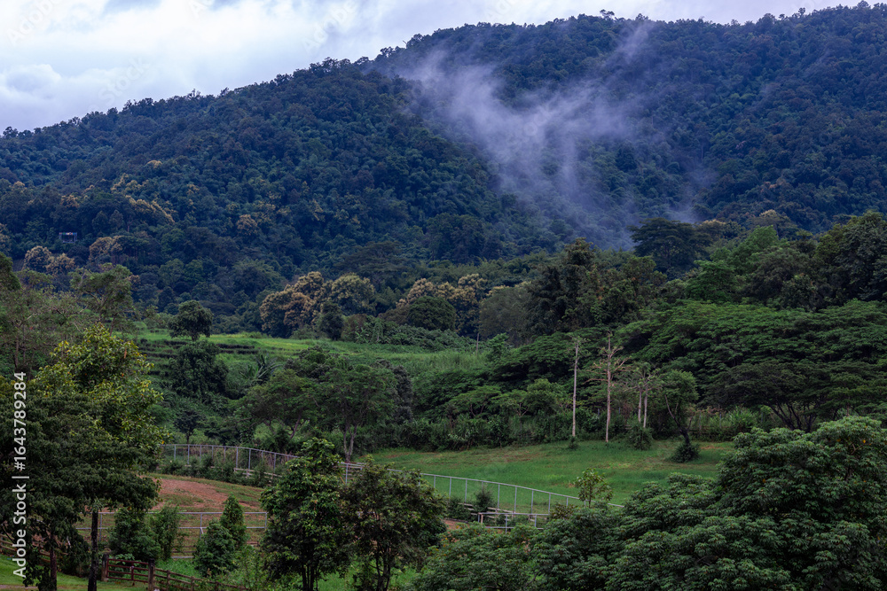 Fototapeta premium A close-up view of the natural atmosphere surrounded by mountains, grasslands and mist from the cold, humid air. The joy of traveling and experiencing nature.