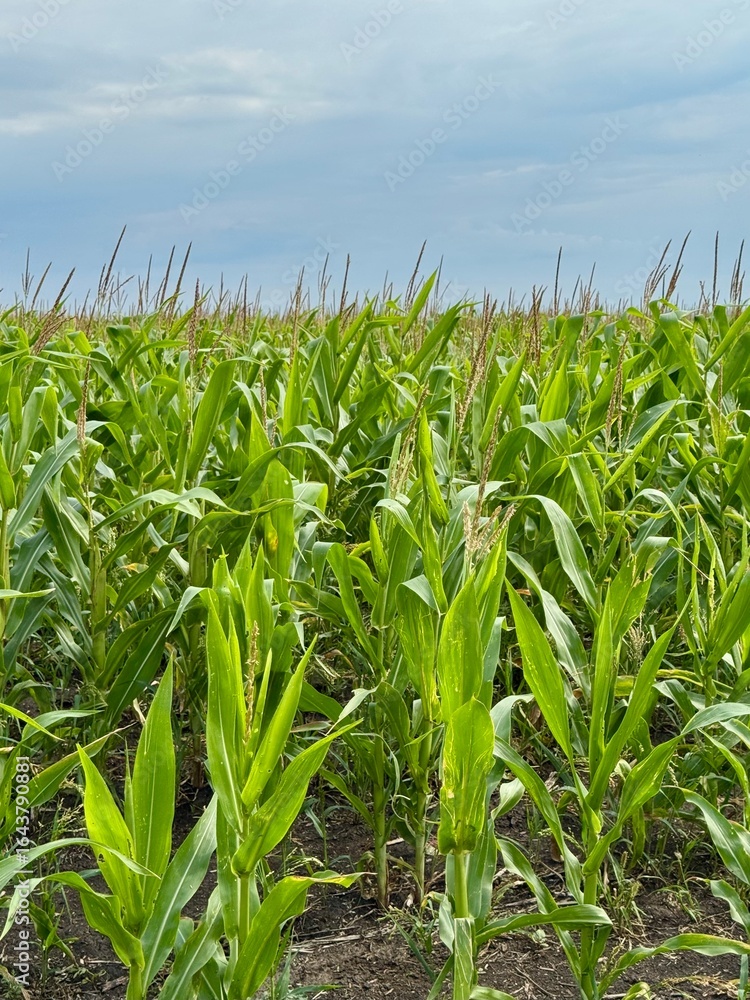 Obraz premium field of corn