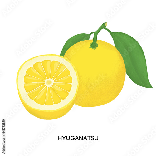 瑞々しい柑橘　丸い日向夏と半分に切った日向夏のイラスト　色鉛筆タッチ