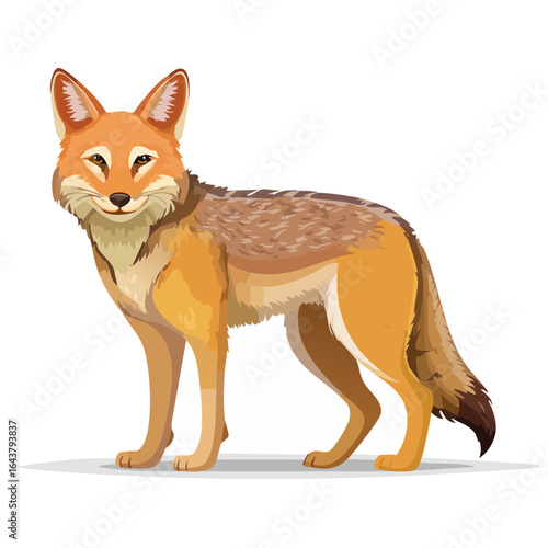 Illustrated Coyote Standing Side View Forest Animal Wildlife Mammal Carnivore Illustration