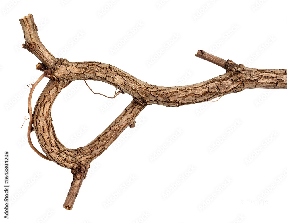 Obraz premium Dried vine branch isolated