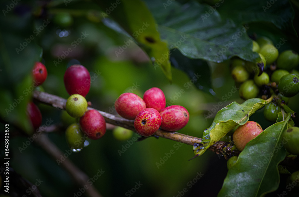 Raw coffee beans growing on trees in farms and gardens, glistening with morning dew during the harvest season. Raw coffee beans growing on trees in farms and gardens, glistening with morning dew during the harvest season.