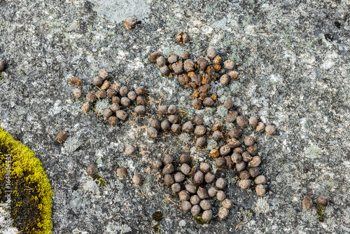 Elch Kot in Norwegen