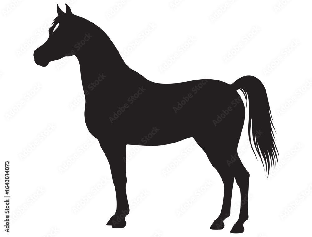 Obraz premium ARABIAN HORSE SILHOUETTE 