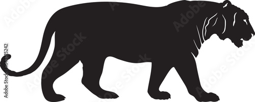 Royal bengal tiger silhouette on white background