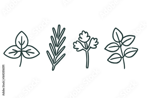 Different types of herbs arranged in a row showcasing unique shapes and textures