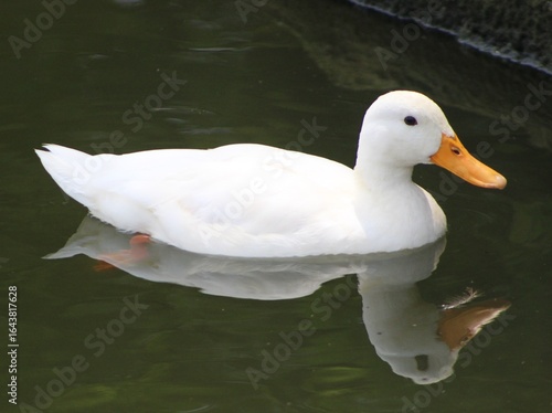 American White Pekin Duck Swimming