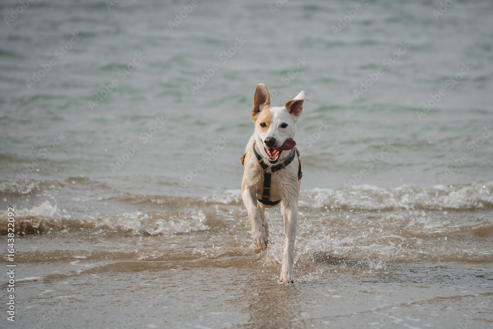 Beautiful and cute female dog running and splashing in the beach on a cloudy day Beautiful and cute female dog running and splashing in the beach on a cloudy day
