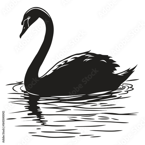black swan vector