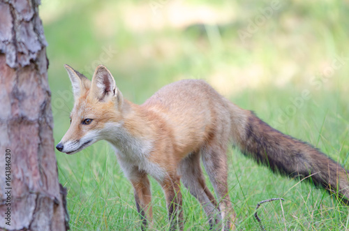 red fox in the wild