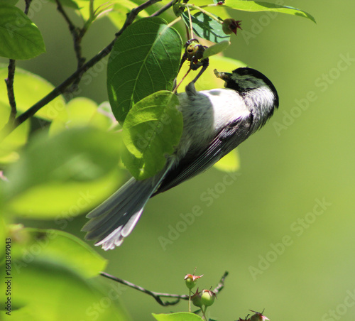 Black-Capped Chickadee Hanging on Branch