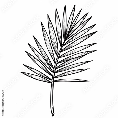 A black and white line art illustration of a single tropical palm frond on a white background.