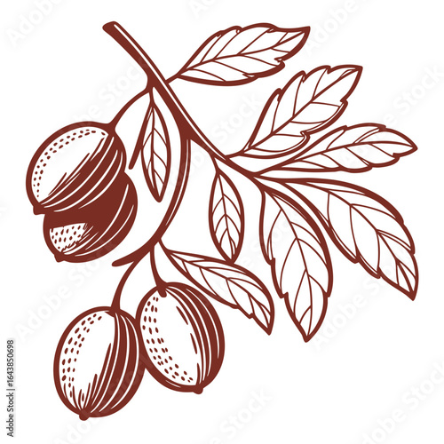 Almond branch outline with leaves and almonds vector illustration design