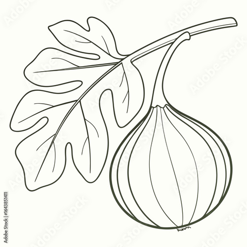 Detailed line art of a fig fruit and leaf hanging on branch