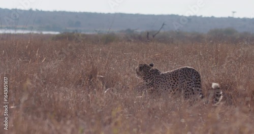 Wide pan of a Cheetah (Acinonyx jubatus) walking in tall dry grass in the savannah grassland at midday in Kenya