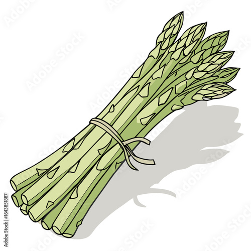 A vibrant bunch of fresh asparagus tied together on a white background